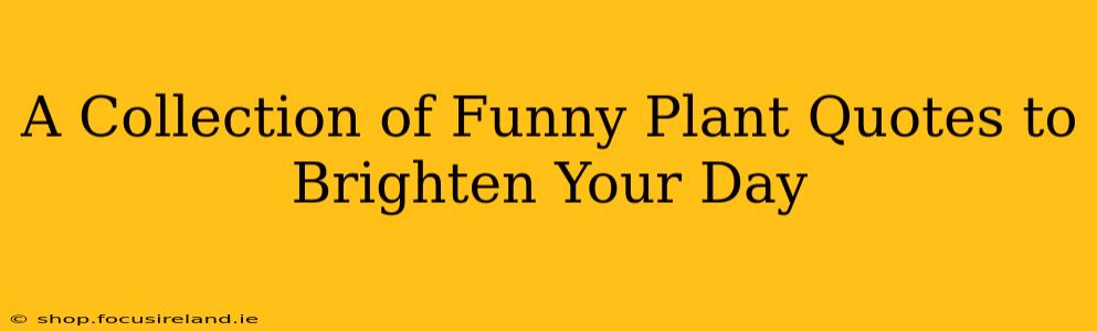 A Collection of Funny Plant Quotes to Brighten Your Day