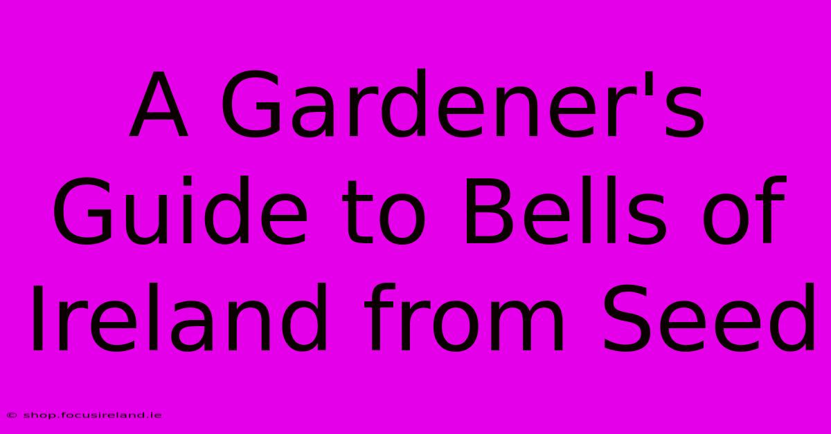 A Gardener's Guide To Bells Of Ireland From Seed