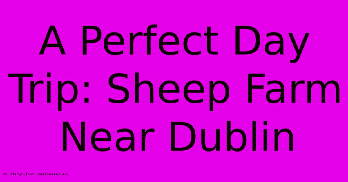 A Perfect Day Trip: Sheep Farm Near Dublin