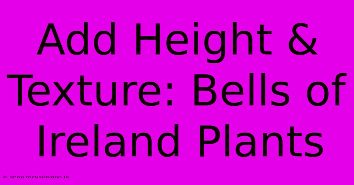 Add Height & Texture: Bells Of Ireland Plants