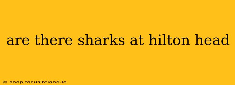 are there sharks at hilton head