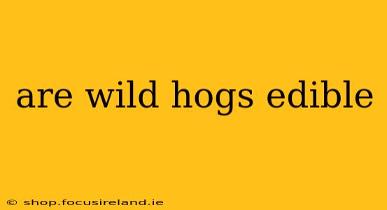are wild hogs edible