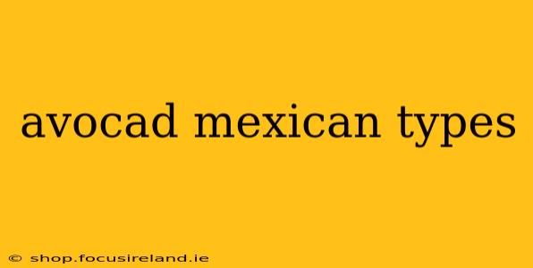 avocad mexican types