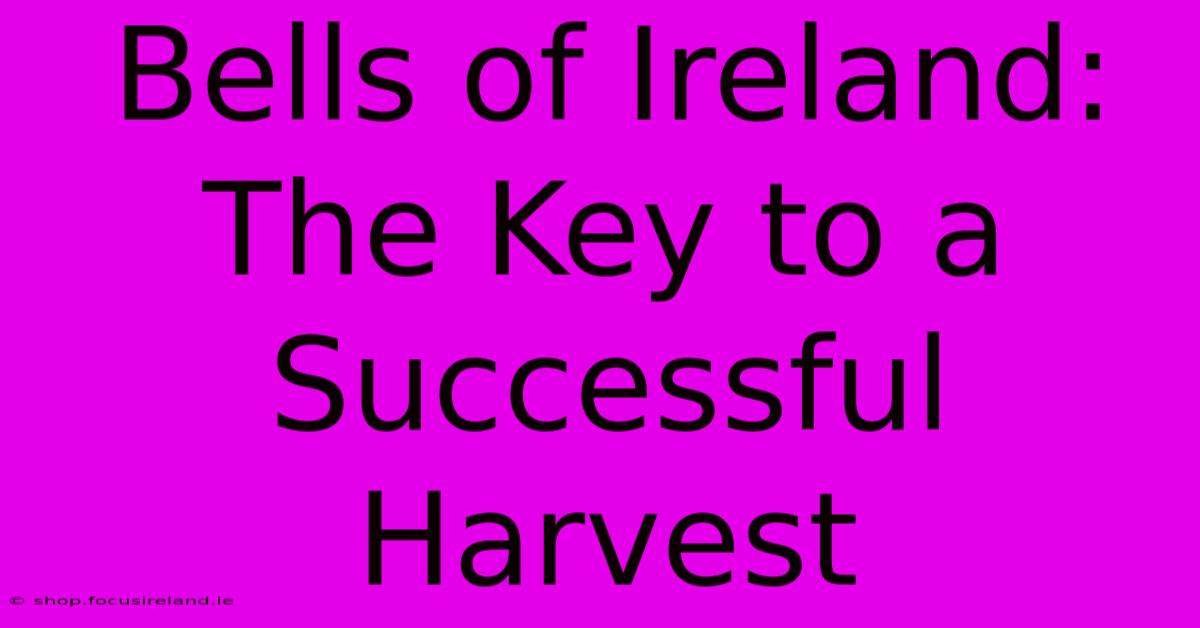 Bells Of Ireland: The Key To A Successful Harvest