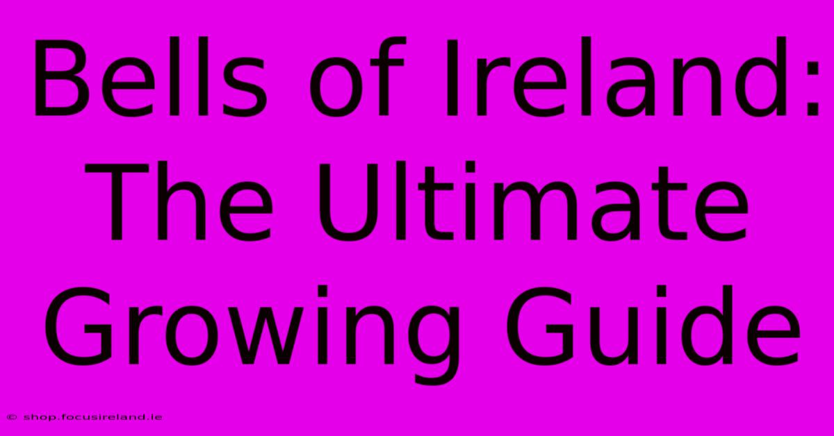 Bells Of Ireland: The Ultimate Growing Guide