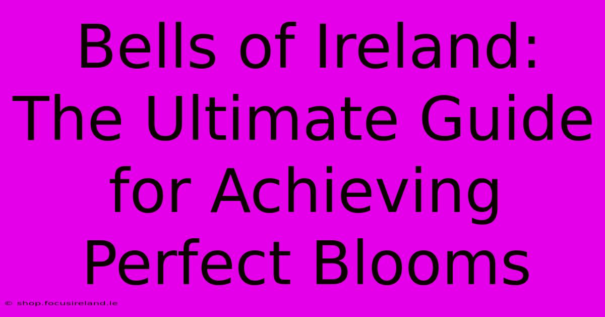 Bells Of Ireland:  The Ultimate Guide For Achieving Perfect Blooms