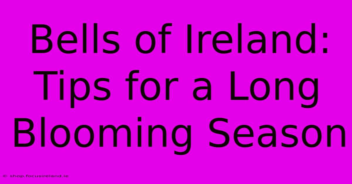 Bells Of Ireland:  Tips For A Long Blooming Season