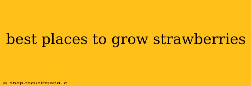 best places to grow strawberries