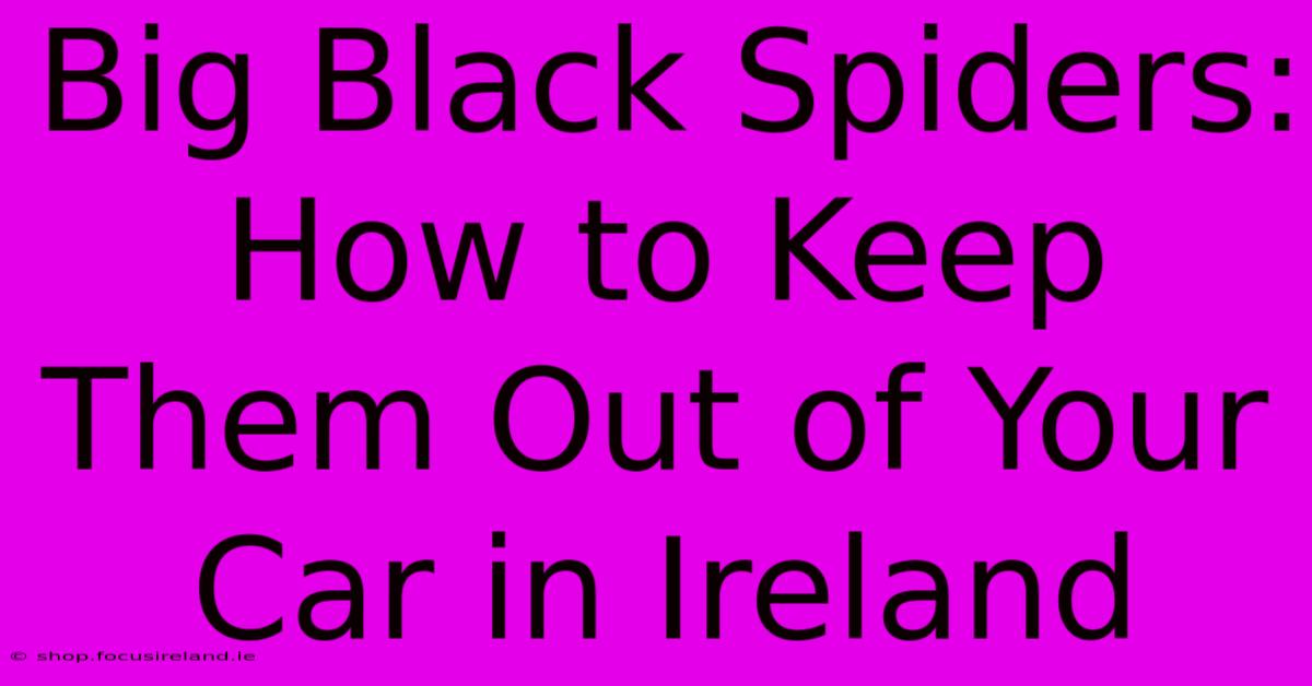 Big Black Spiders: How To Keep Them Out Of Your Car In Ireland