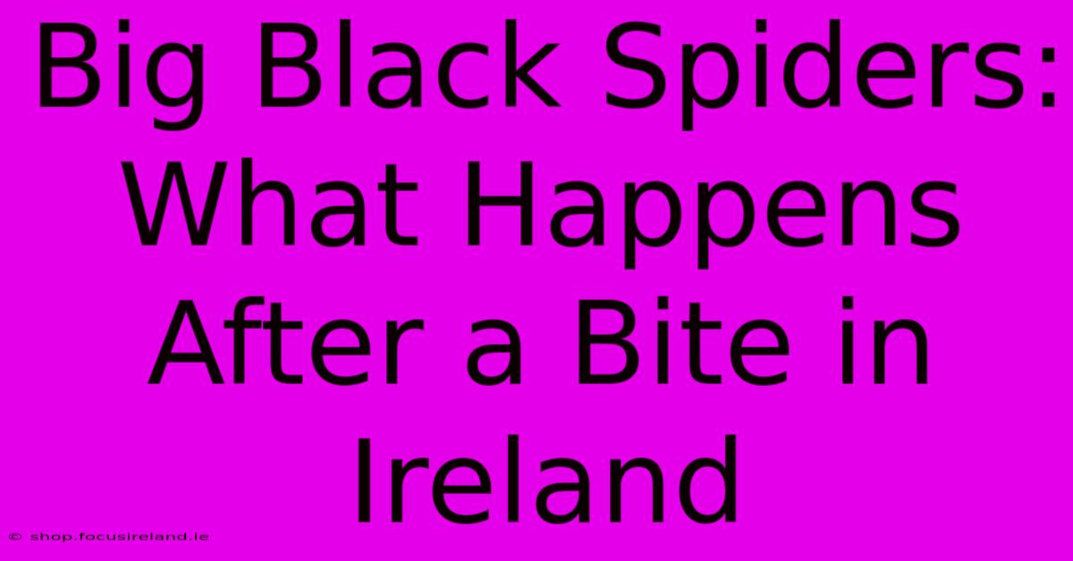 Big Black Spiders: What Happens After A Bite In Ireland