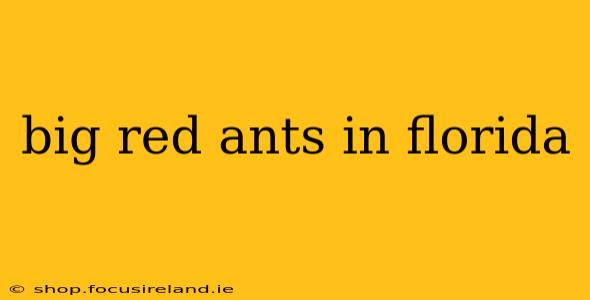 big red ants in florida