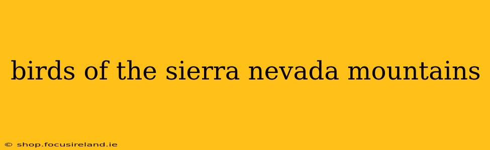 birds of the sierra nevada mountains