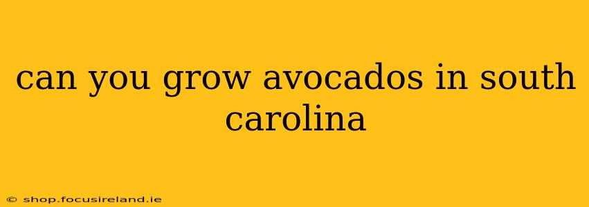 can you grow avocados in south carolina