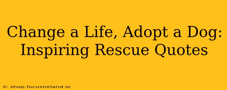 Change a Life, Adopt a Dog: Inspiring Rescue Quotes