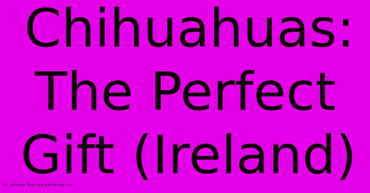 Chihuahuas: The Perfect Gift (Ireland)