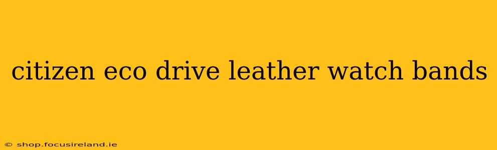 citizen eco drive leather watch bands