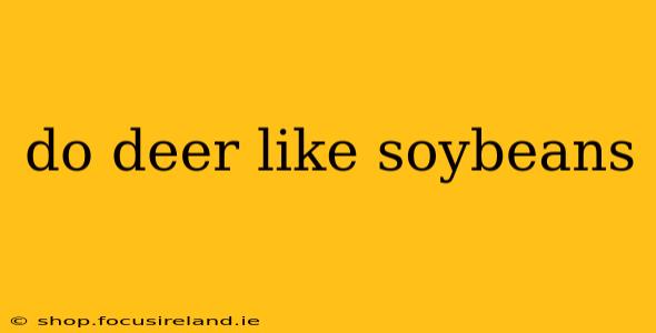 do deer like soybeans