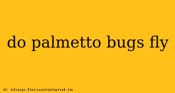 do palmetto bugs fly