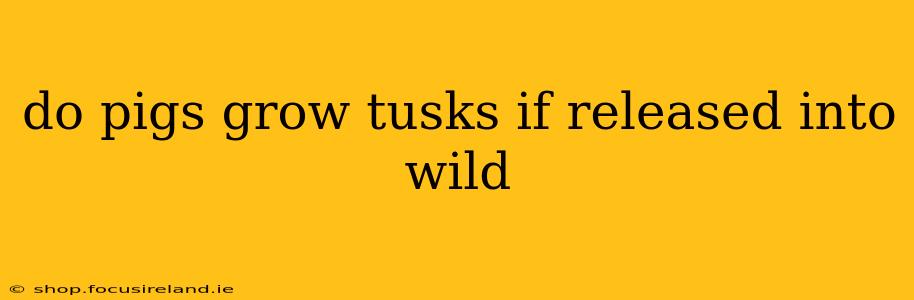 do pigs grow tusks if released into wild