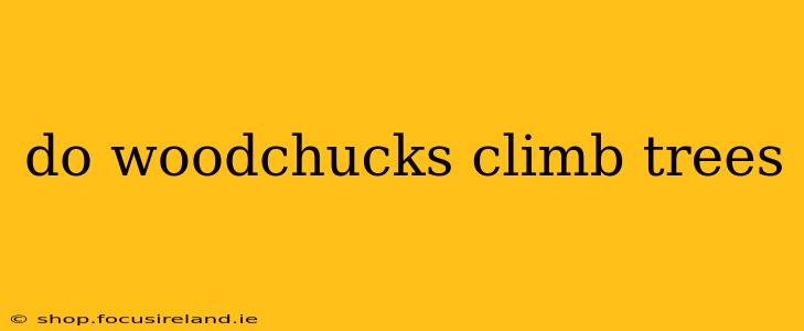 do woodchucks climb trees
