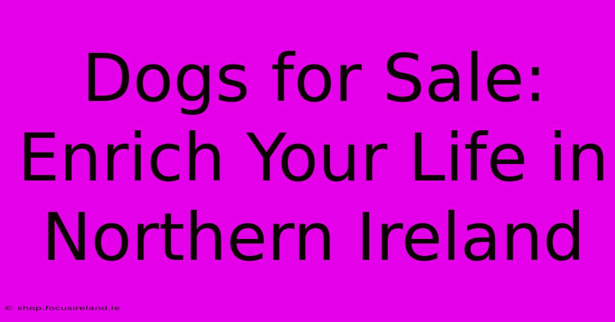 Dogs For Sale: Enrich Your Life In Northern Ireland