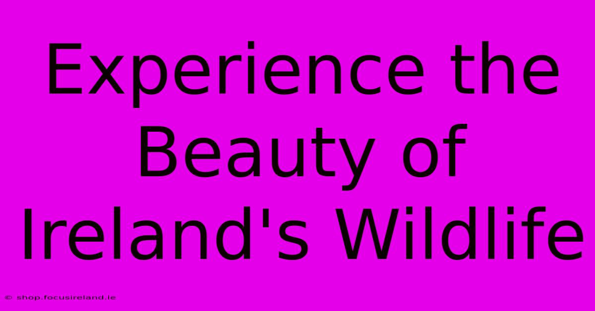 Experience The Beauty Of Ireland's Wildlife