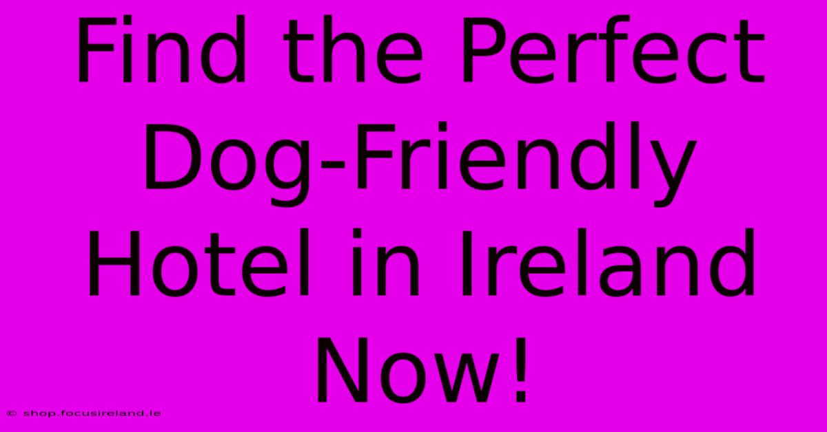 Find The Perfect Dog-Friendly Hotel In Ireland Now!