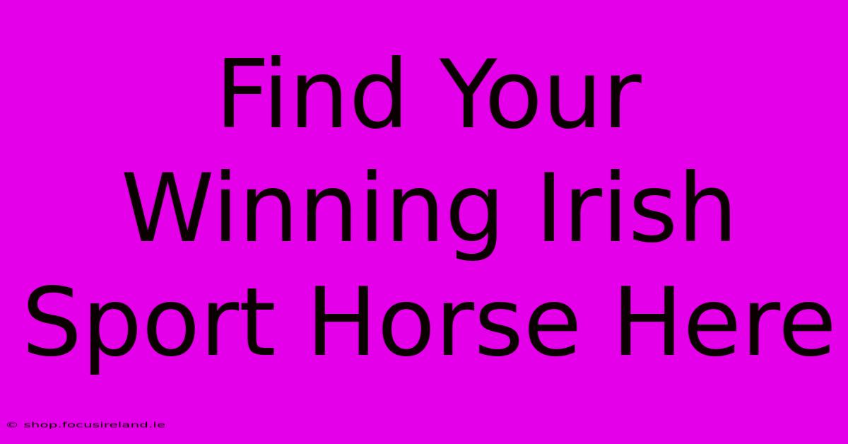 Find Your Winning Irish Sport Horse Here