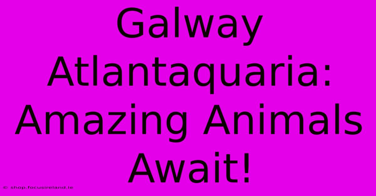 Galway Atlantaquaria:  Amazing Animals Await!