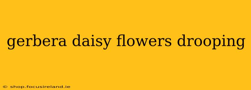 gerbera daisy flowers drooping