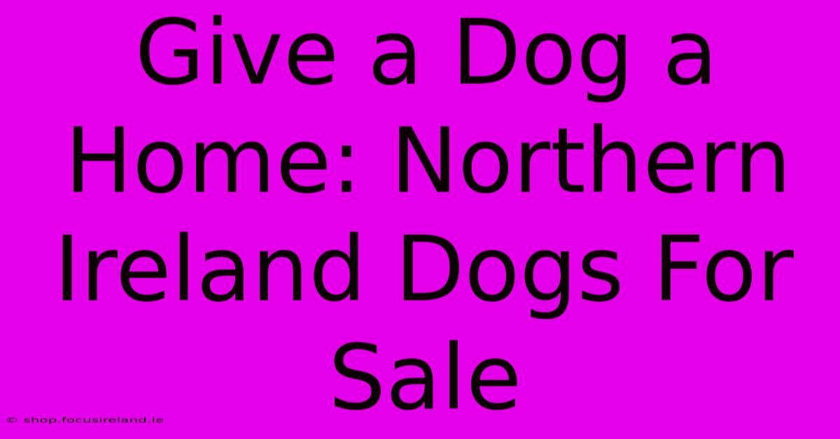 Give A Dog A Home: Northern Ireland Dogs For Sale