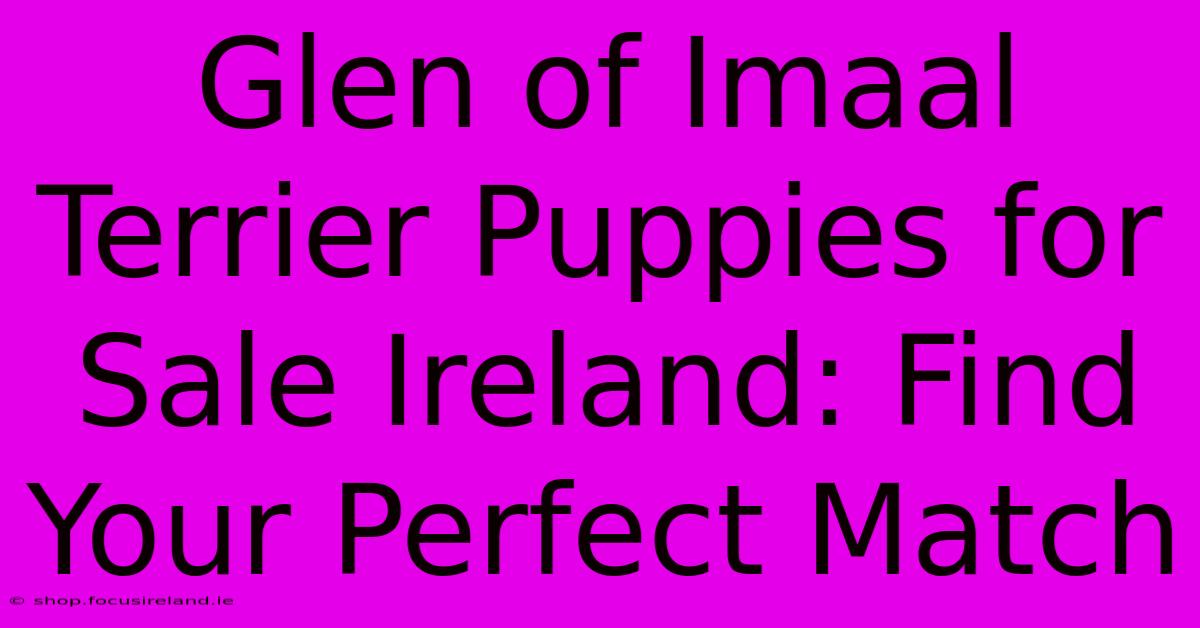 Glen Of Imaal Terrier Puppies For Sale Ireland: Find Your Perfect Match