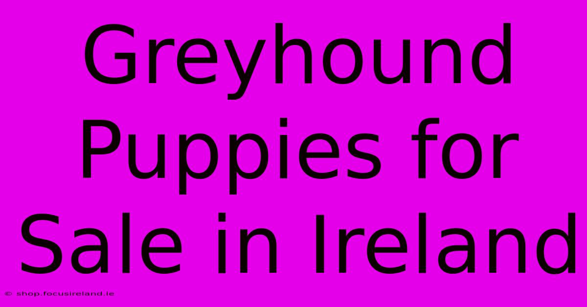 Greyhound Puppies For Sale In Ireland