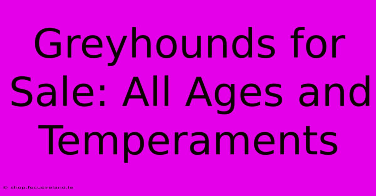 Greyhounds For Sale: All Ages And Temperaments