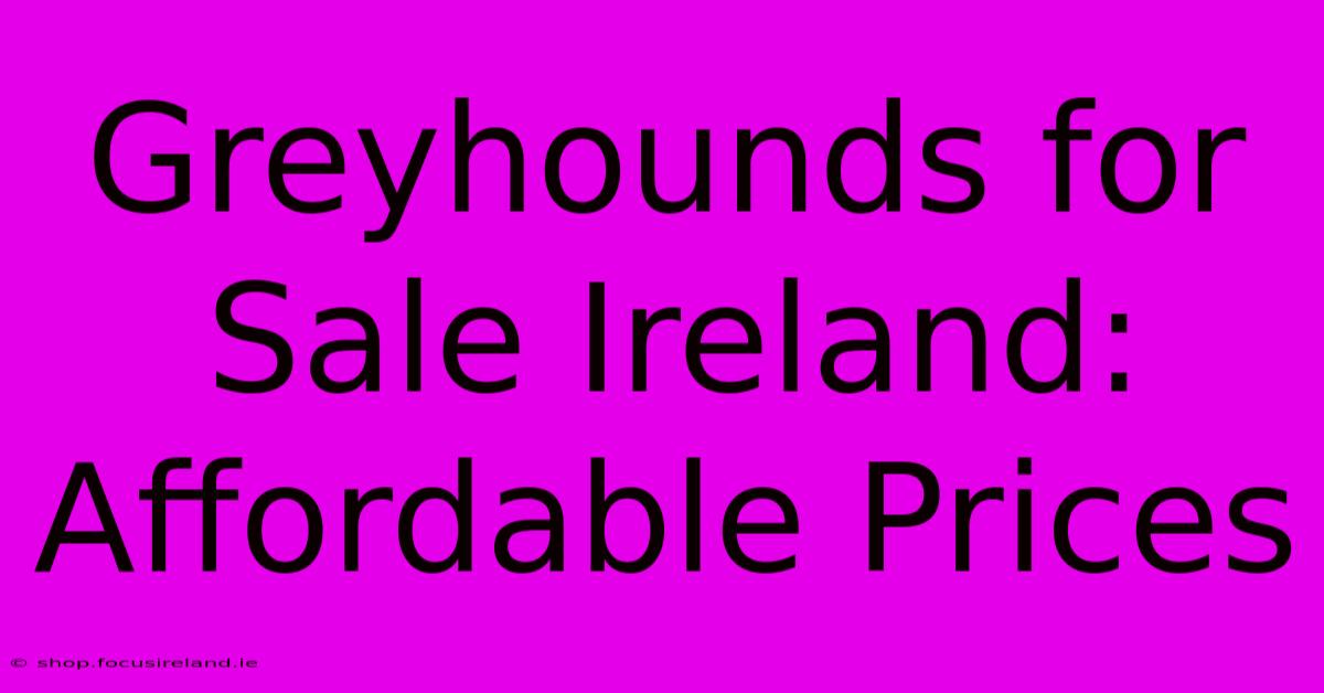 Greyhounds For Sale Ireland: Affordable Prices