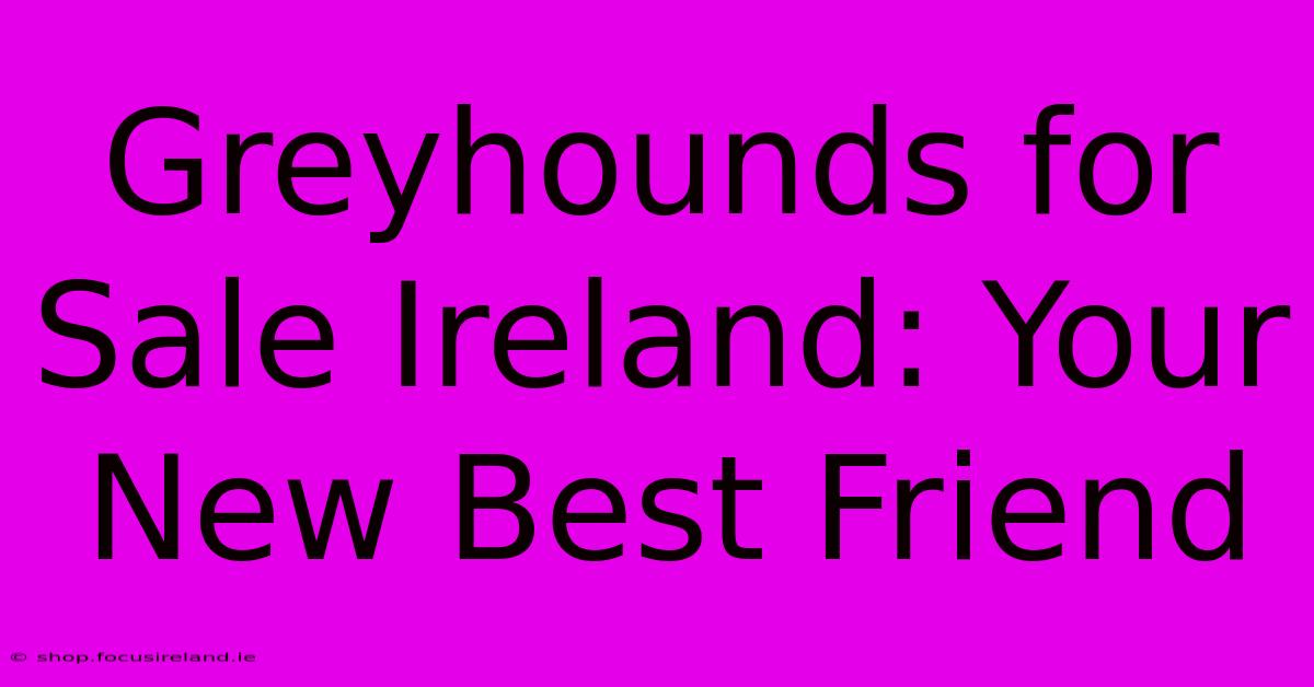 Greyhounds For Sale Ireland: Your New Best Friend