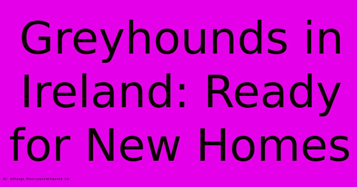 Greyhounds In Ireland: Ready For New Homes