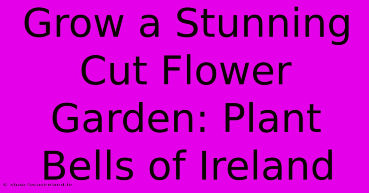 Grow A Stunning Cut Flower Garden: Plant Bells Of Ireland