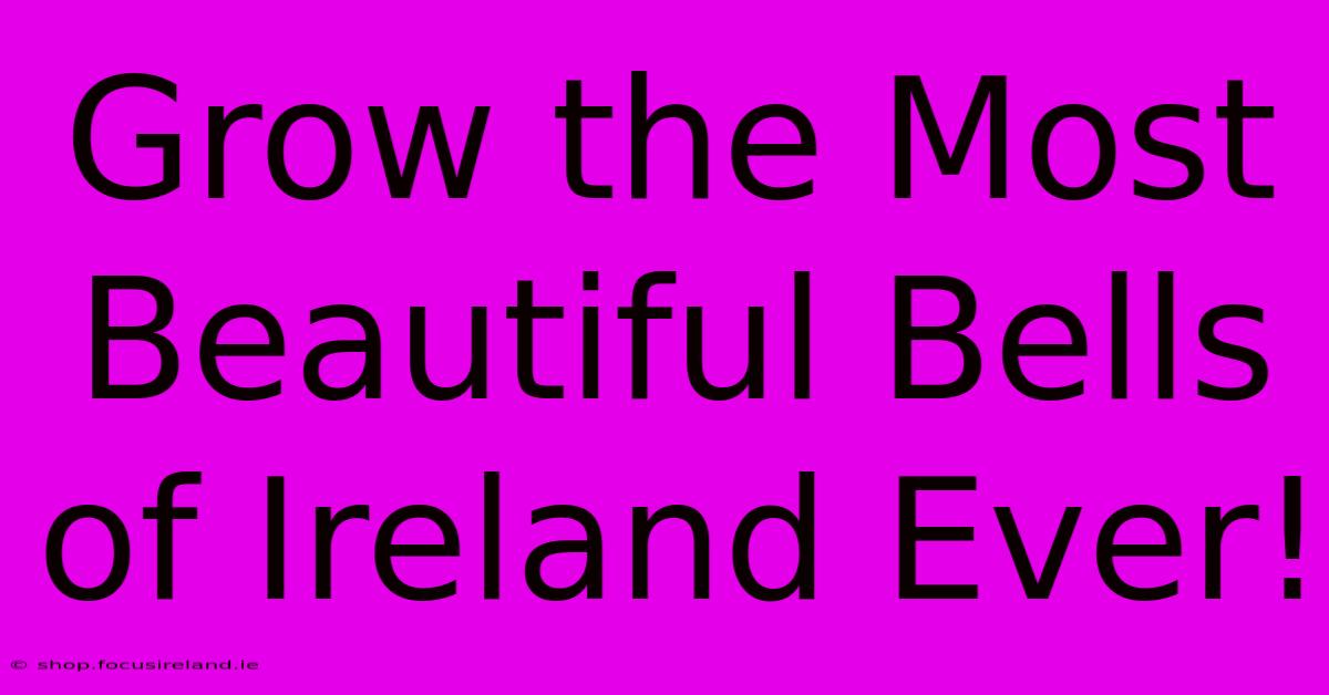 Grow The Most Beautiful Bells Of Ireland Ever!