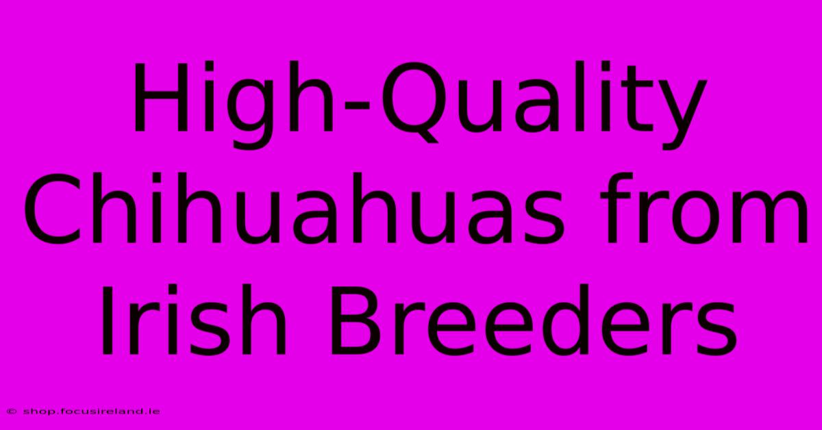 High-Quality Chihuahuas From Irish Breeders