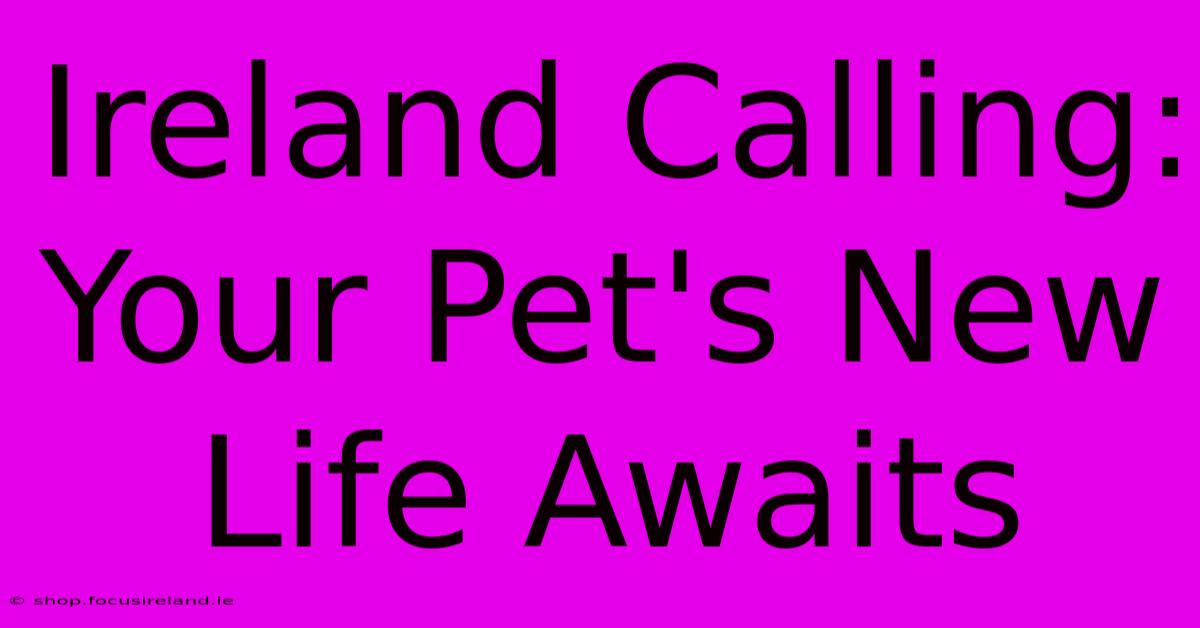 Ireland Calling: Your Pet's New Life Awaits