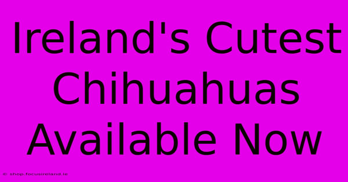 Ireland's Cutest Chihuahuas Available Now