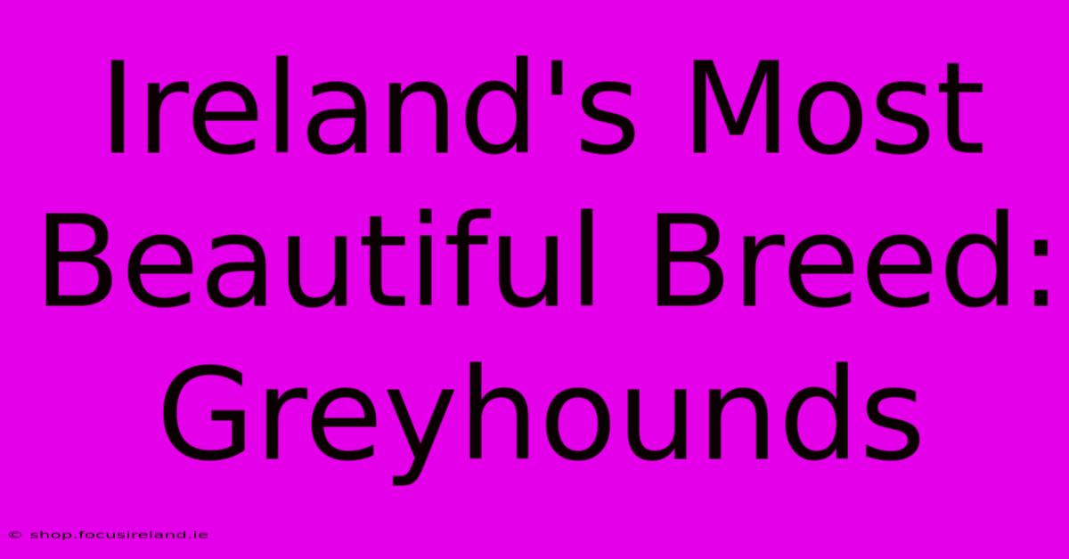 Ireland's Most Beautiful Breed: Greyhounds