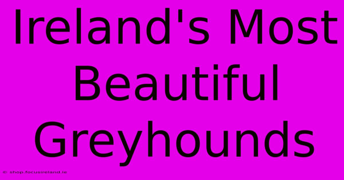 Ireland's Most Beautiful Greyhounds