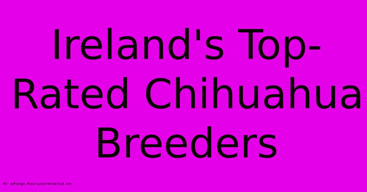 Ireland's Top-Rated Chihuahua Breeders