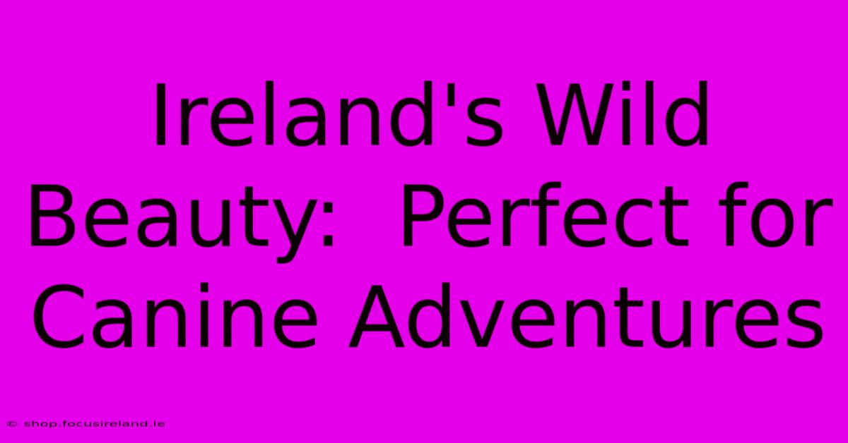 Ireland's Wild Beauty:  Perfect For Canine Adventures