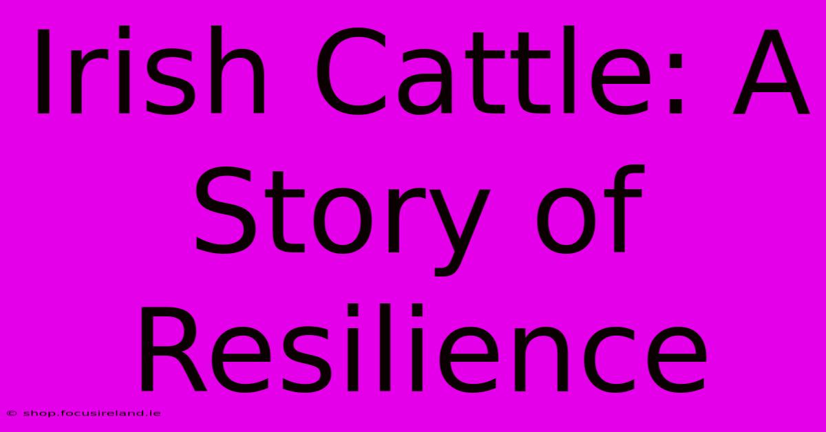 Irish Cattle: A Story Of Resilience