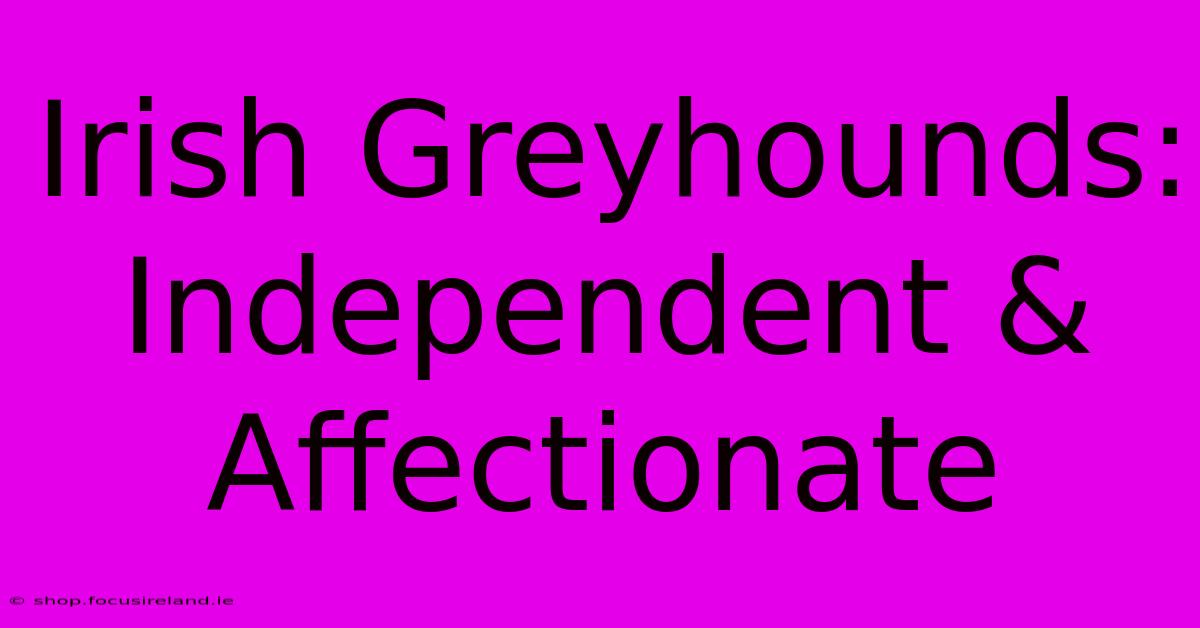 Irish Greyhounds: Independent & Affectionate