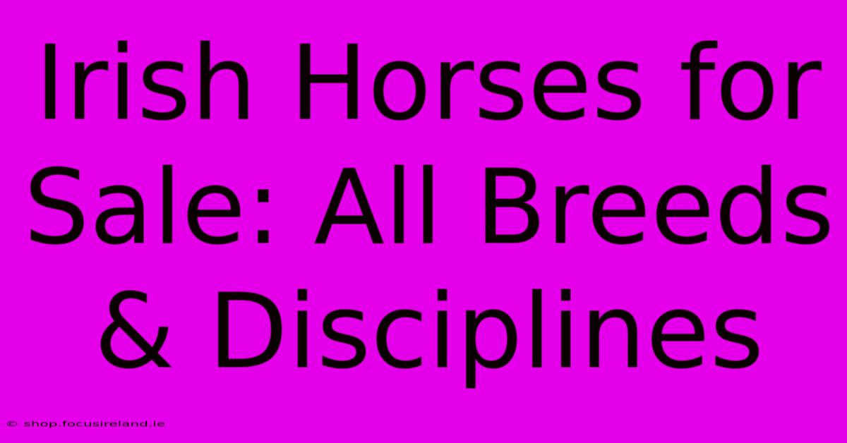 Irish Horses For Sale: All Breeds & Disciplines