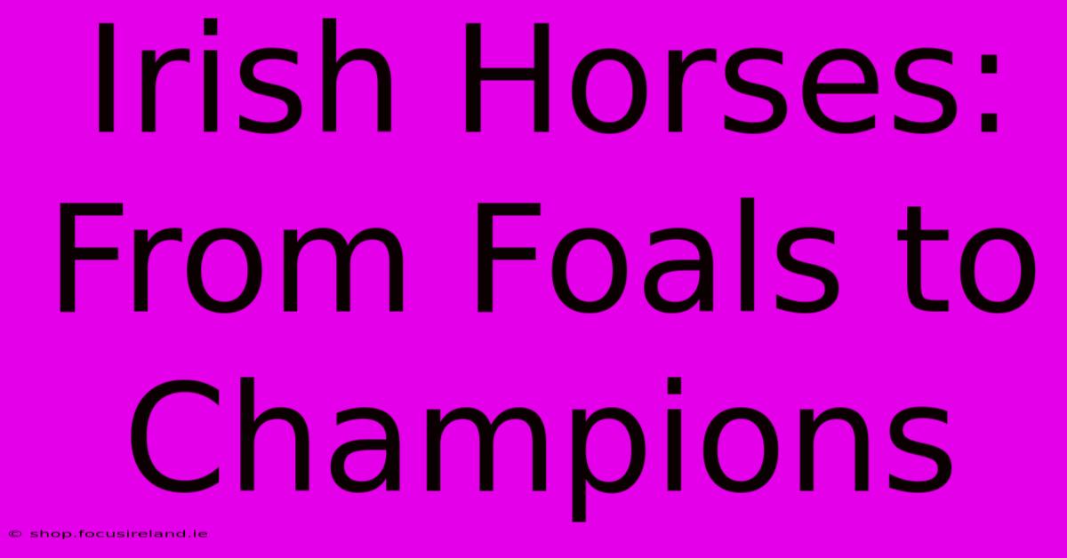 Irish Horses: From Foals To Champions